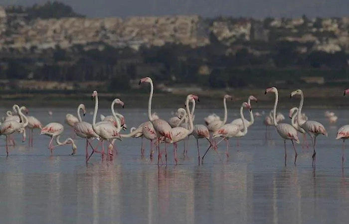 Apartment Blue House 1ª Linea Playa Torrevieja